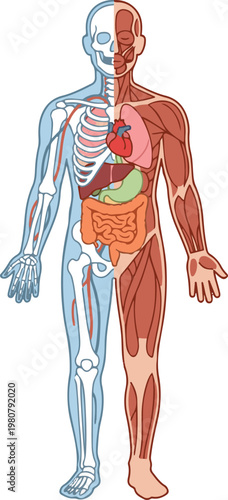 Vector illustration of the human body anatomy showing skeletal, muscular, and internal organs in a detailed educational diagram style.