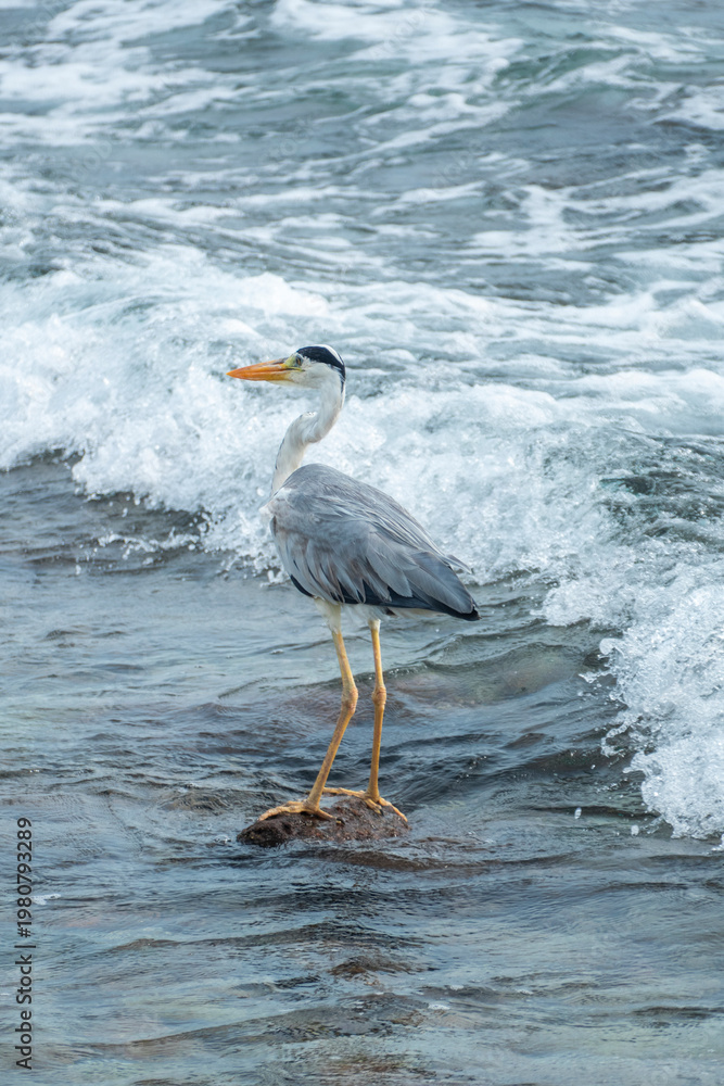 Fototapeta premium Great blue heron on the beach