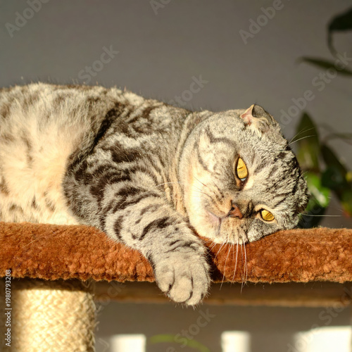 Scottish Fold cat resting cozily on a shelf of a cat tree, basking in warm sunlight streaming through the window in a comfortable home interior. Soft natural light, relaxed indoor pet lifestyle