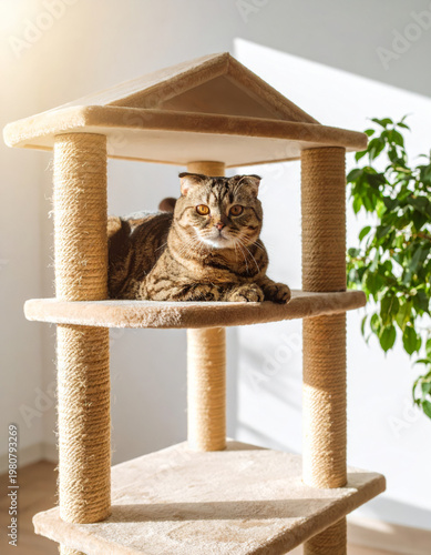 Scottish Fold cat resting cozily on a shelf of a cat tree, basking in warm sunlight streaming through the window in a comfortable home interior. Soft natural light, relaxed indoor pet lifestyle