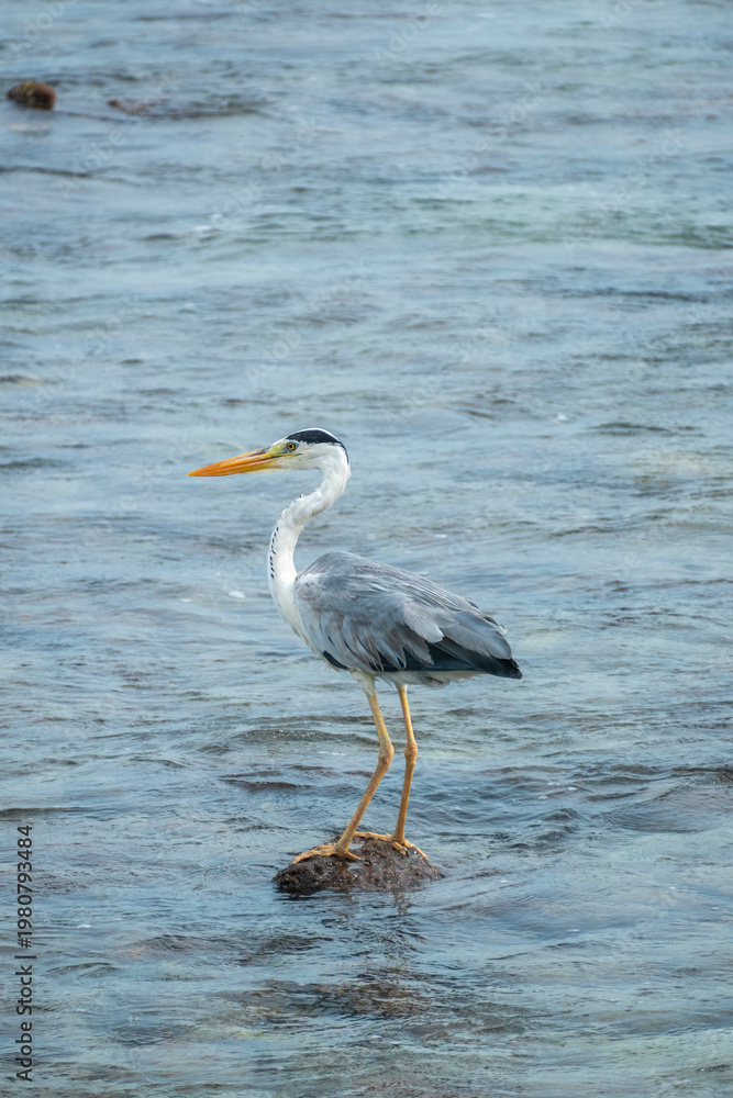 Fototapeta premium Great blue heron on the beach