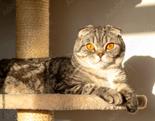 Scottish Fold cat resting cozily on a shelf of a cat tree, basking in warm sunlight streaming through the window in a comfortable home interior. Soft natural light, relaxed indoor pet lifestyle