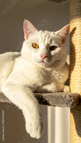 Gorgeous white cat lying on a cat tree, basking in warm sun rays and soft window light in a cozy home interior. Relaxed indoor pet lifestyle with copy space