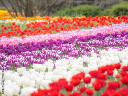 二色のかわいい紫のチューリップ。春の公園や花壇を彩るチューリップのある風景。色とりどりの種類が並んでいる公園のチューリップ畑。自然風景素材