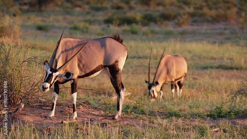 Gemsbok grazing in golden light