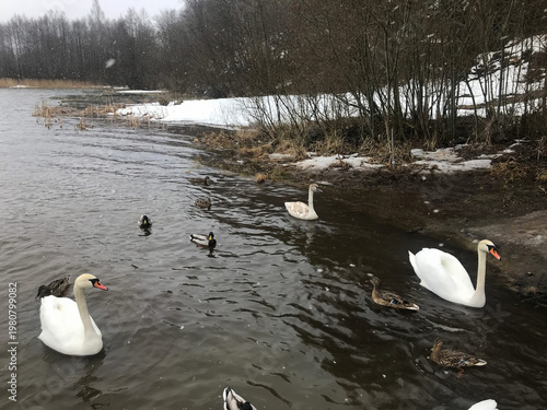 Swans and ducks swim in winter pond