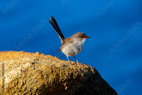 Фотография Superb Fairywren Female Bird - Tasmania