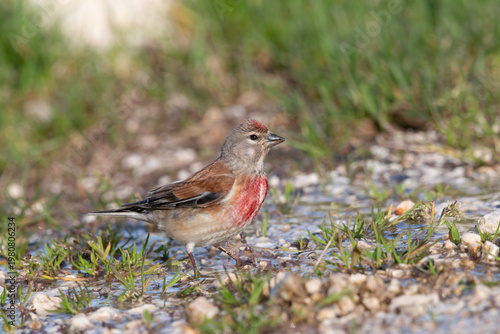 Male Common Linnet (Linaria cannabina) with red breast on the ground
