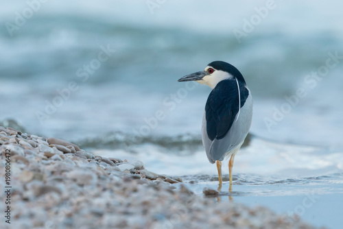 Back view of a Black-crowned Night Heron (Nycticorax nycticorax) on the pebble beach