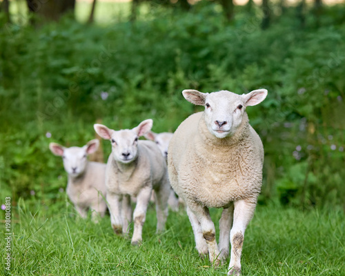 A gentle ewe leads her three adorable lambs through a vibrant green pasture, showcasing family bond and pastoral beauty.