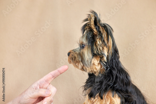 A small Yorkshire Terrier dog is being disciplined or trained by a pointing human finger, showing attention and focus. Captures pet obedience and owner interaction.