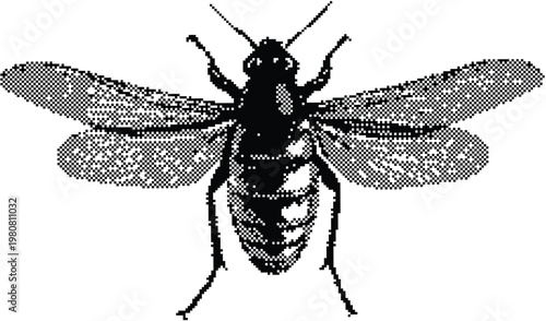 Close up of a vintage bee illustration with detailed wings and body.