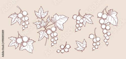 Blackcurrant Branch, Leaves and Berries Clip Art. Outline Floral Currant Hand-Drawn. Isolated Line Art Botanical Vintage Retro Elements. Vector illustration