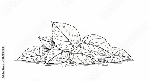 A pile of intricately detailed line-art leaves with visible imperfections