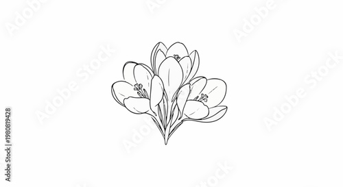 A sketch of three delicate flowers with thin petals and visible stamen