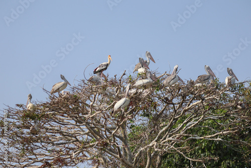 Foto A flock of Painted stork and spot-billed pelican birds nesting on a tree at a lake in India