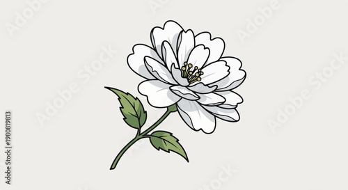 A single delicate white flower with green leaves and stem on a light background