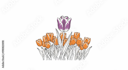 A single purple and white tulip stands out amongst a bed of orange tulips