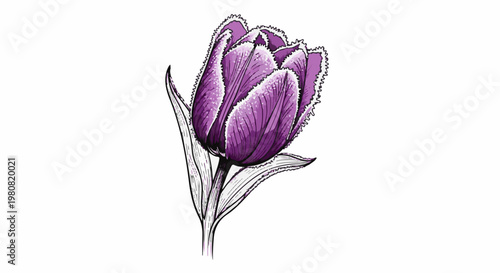 A single purple fringed tulip with dew drops on its petals