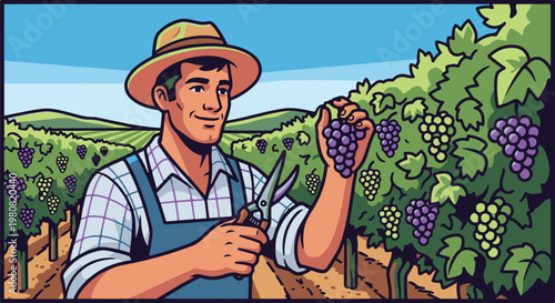 A smiling farmer in a straw hat harvests purple grapes in a sunny vineyard