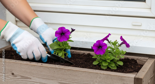 Planting purple petunia flowers in wooden planter box with gloves  