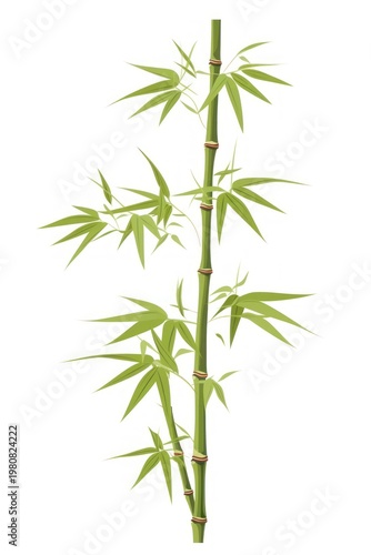 Bamboo plant white background freshness.