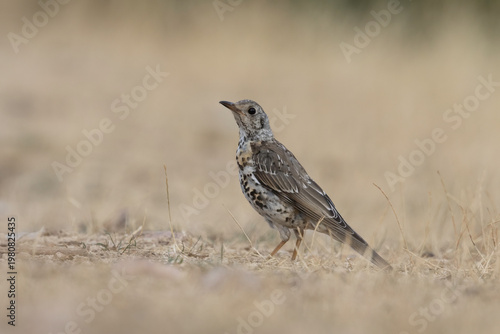Mistle Thrush standing on dry ground - Turdus viscivorus