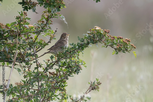 Corn Bunting on a hawthorn branch in spring - Emberiza calandra