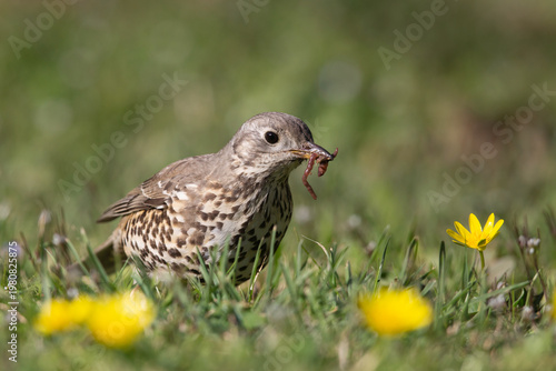 Mistle Thrush with a worm in its beak close-up - Turdus viscivorus