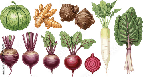Set of Hand-Drawn Vegetable Illustrations Featuring Turnip, Radish, Beetroot, and More for Agriculture, Organic Farming, and Health Designs
