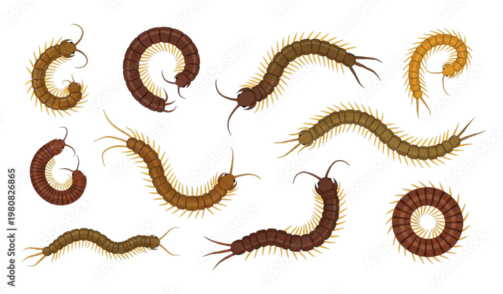Fototapeta premium Centipede vector set flat insect illustration isolated on white background