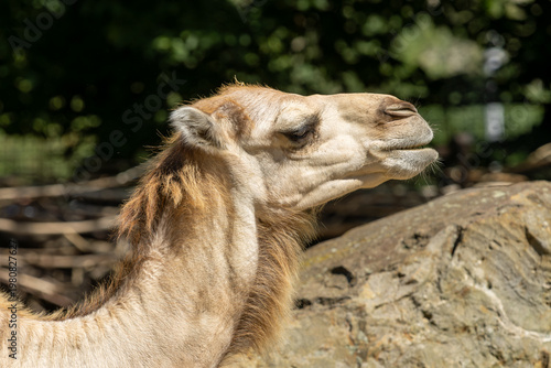 portrait of a camel