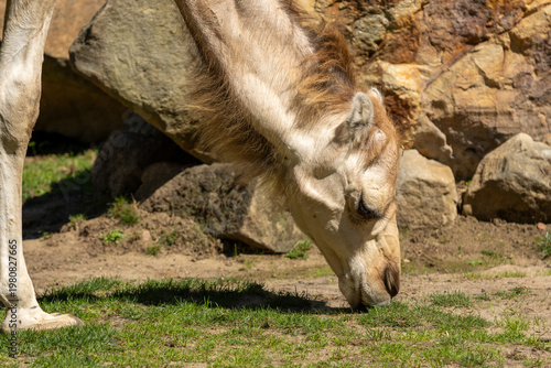 camel eating in the zoo