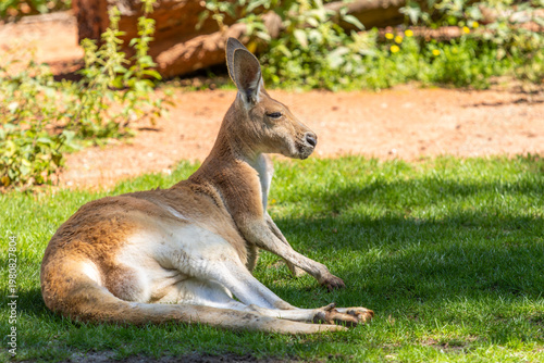 kangaroo in the zoo