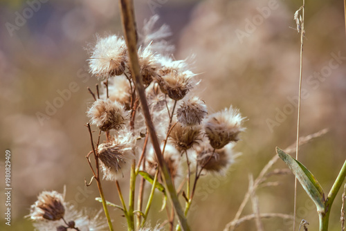Thistle (Cirsium). Dry fluffy seeds of weed plant on high stems close-up on blurred background of autumn field.