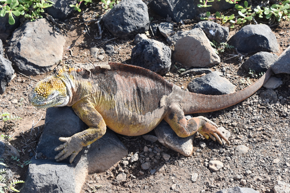Fototapeta premium Galapagos land iguana (Conolophus subcristatus) undergoing skin shedding (ecdysis) in natural habitat.