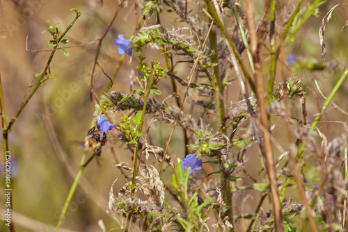 Bumblebee (Bombus). Fluffy insect collecting nectar from small blue wildflowers among dry grass on a sunny day.