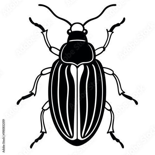Chafer beetle in-a-white-background.  
