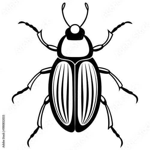 Chafer beetle in-a-white-background.  