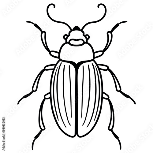 Chafer beetle in-a-white-background.  