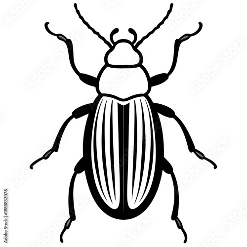Chafer beetle in-a-white-background.  