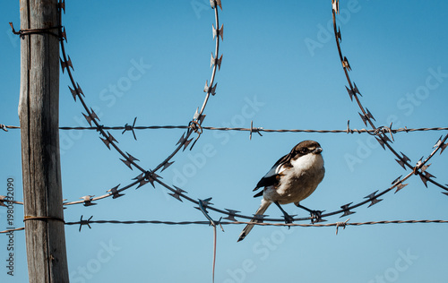 Bild auf Leinwand Butcher bird sitting on a barbed wire fence looking at the viewer, freedom vs re