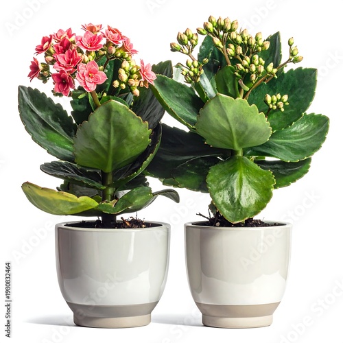Two potted plants with green leaves and pink flowers