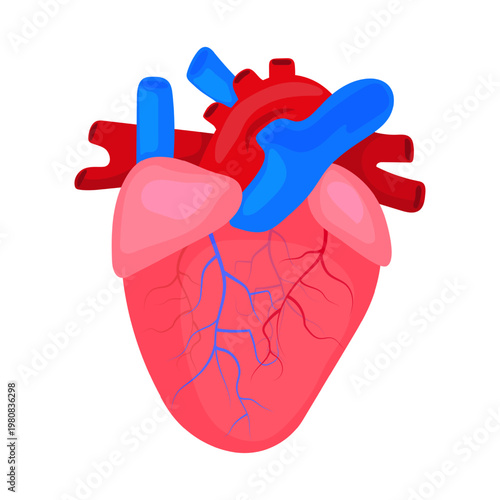 Human organ - Heart. Vector illustration of anatomical heart.