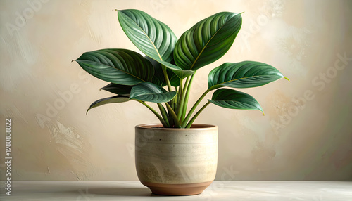 A vibrant split-leaf philodendron thrives in a stylish ceramic pot, creating a touch of natural elegance against a soft, textured wall.