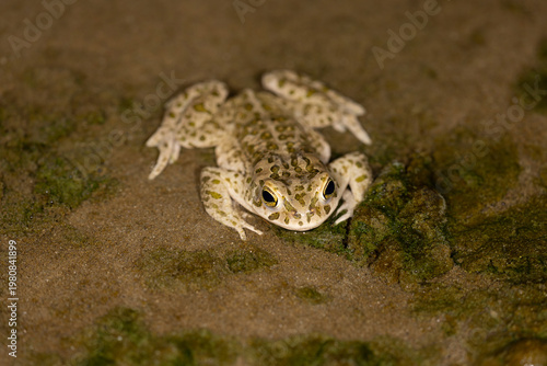 Frontal view of an Italian Green Toad (Bufotes balearicus) on mossy ground