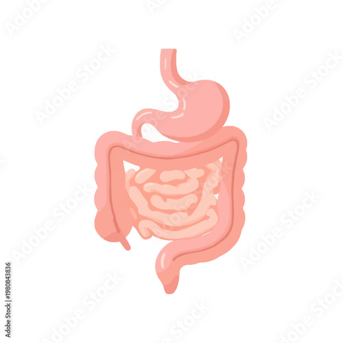 Minimalist 2D illustration of human intestines anatomy