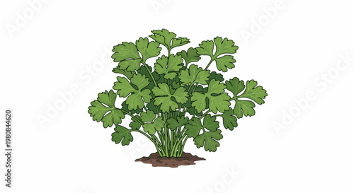 A stylized illustration of a fresh, green cilantro plant growing in brown soil