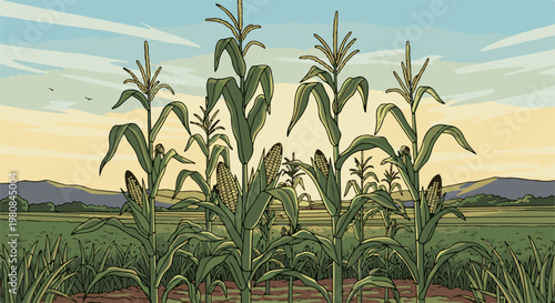 A sunlit cornfield with tall green stalks, ripening ears, and distant hazy mountains under a pale sky