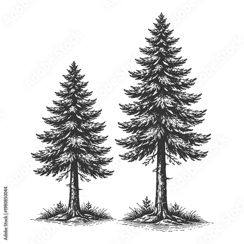 Pair of pine trees in vintage scratchboard engraving style vector illustration for minimal nature branding and outdoor adventure graphic elements